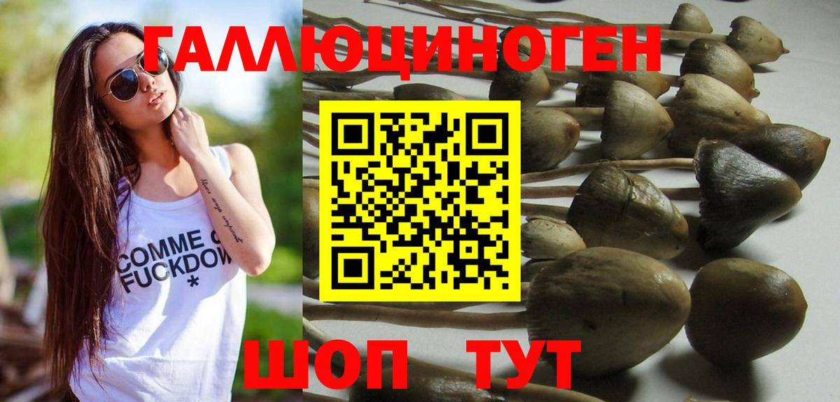 Псилоцибиновые грибы мицелий  Псилоцибиновые грибы Cubensis  Вход с VPN  Зеленогорск 